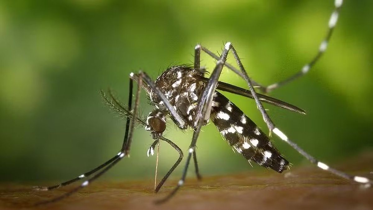 Após mortes em São Miguel dos Campos, Sesau diz que AL registrou 910 casos de Chikungunya no ano
