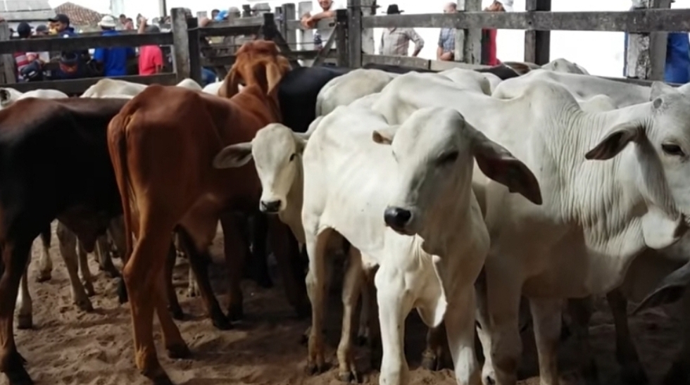 Feira do Gado de Canafístula não será realizada nesta segunda-feira (12)
