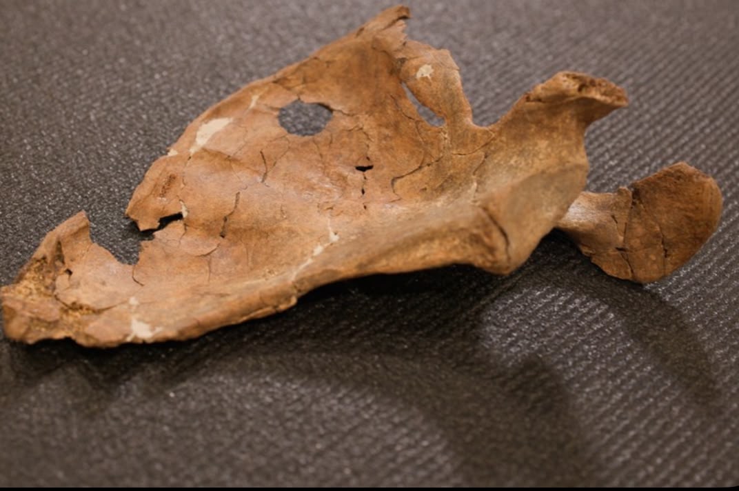 Neandertal pode ter sido morto em confronto cara a cara há 75 mil anos