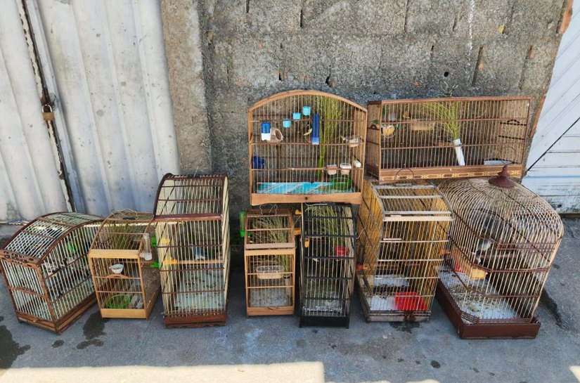 Polícia Militar resgata 111 aves silvestres mantidas ilegalmente em cativeiro em Alagoas