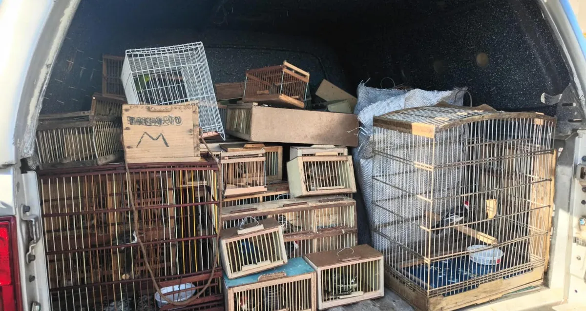 Mais de 350 animais silvestres são resgatados em feiras de Arapiraca e Anadia