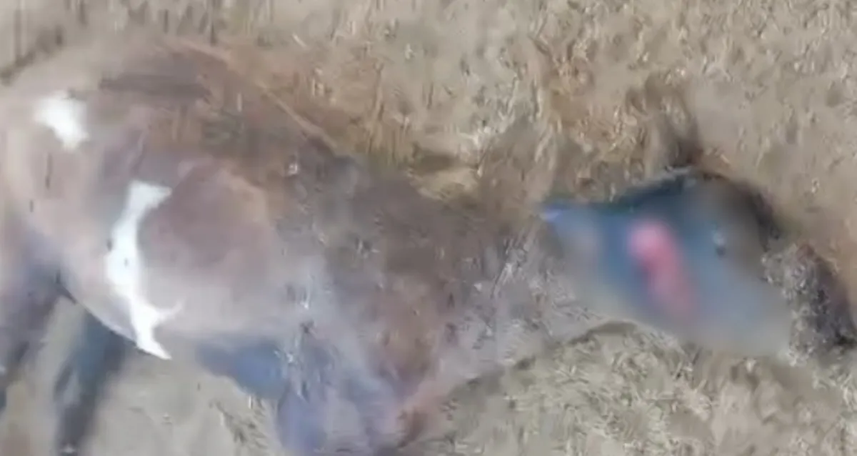 Suposto ataque de ‘chupa-cabra’ deixa 6 ovelhas mortas em propriedade rural de Craíbas